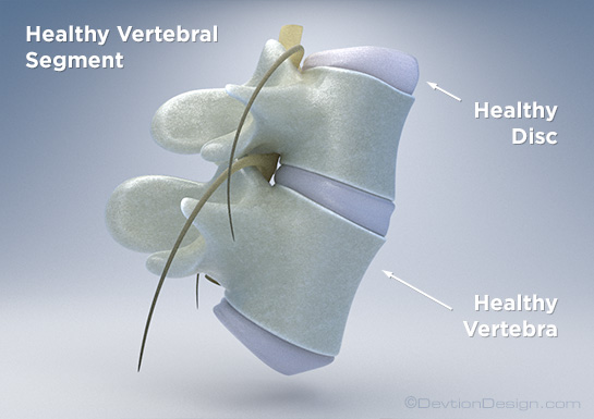 Healthy Spine Discs